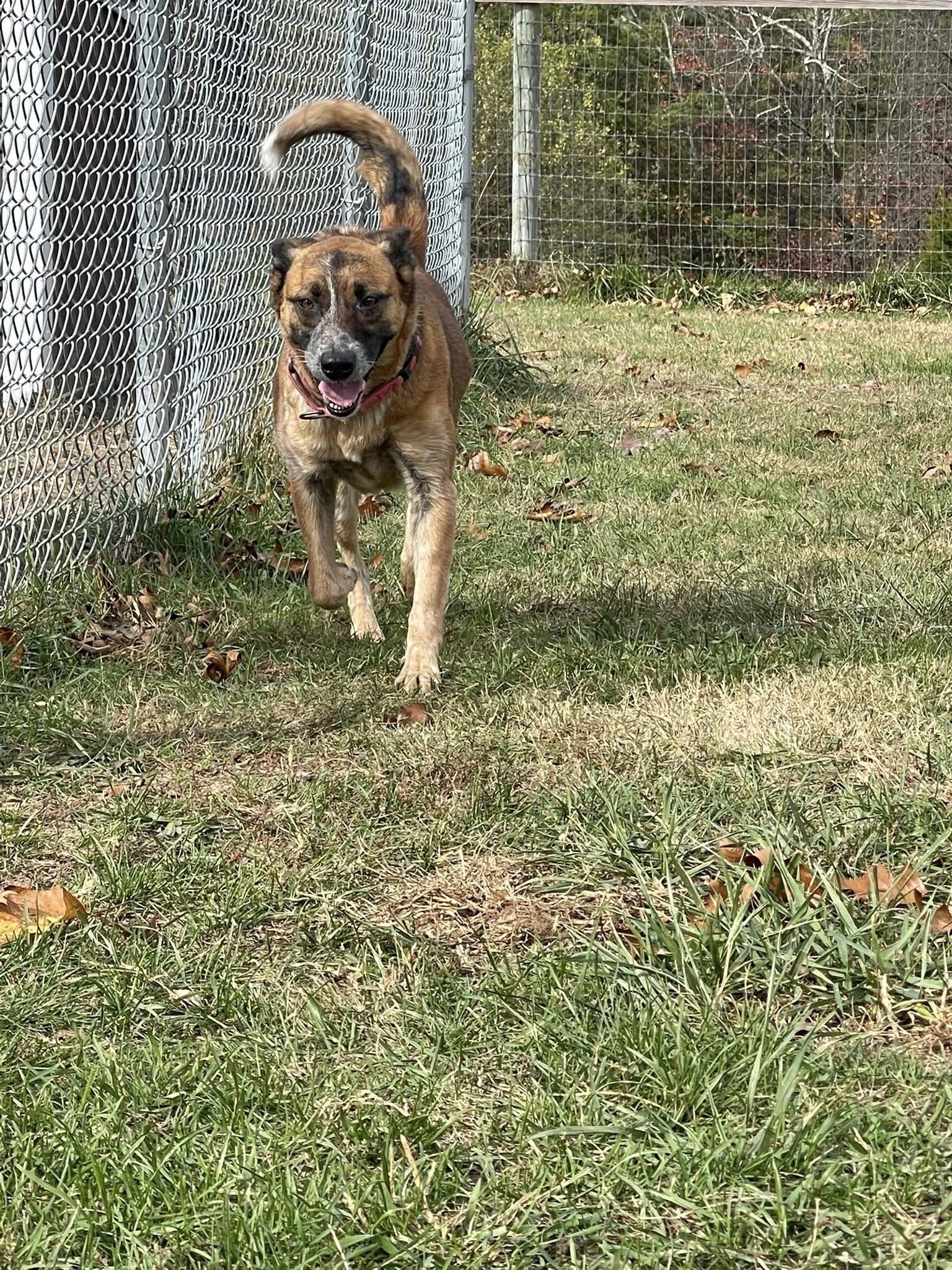 Autumn, a Adoptable mixed breed in Augusta, WV image 3/3