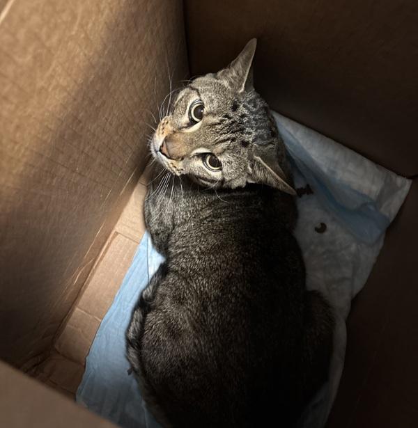 Stripes — thumbnail 2