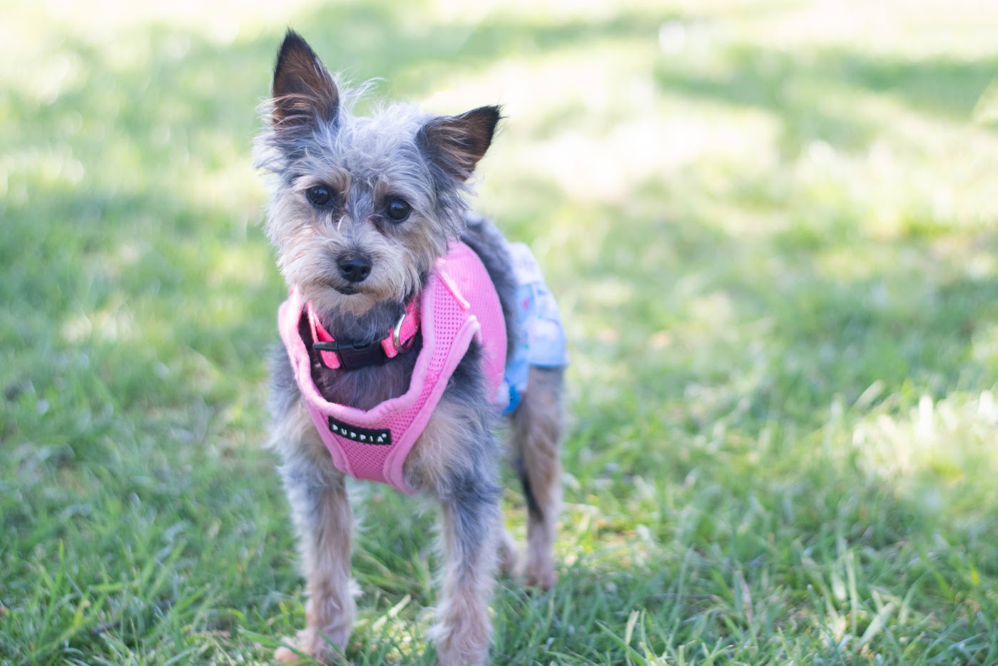 Piper, a Adoptable Yorkshire Terrier in Matthews, NC image 1/3