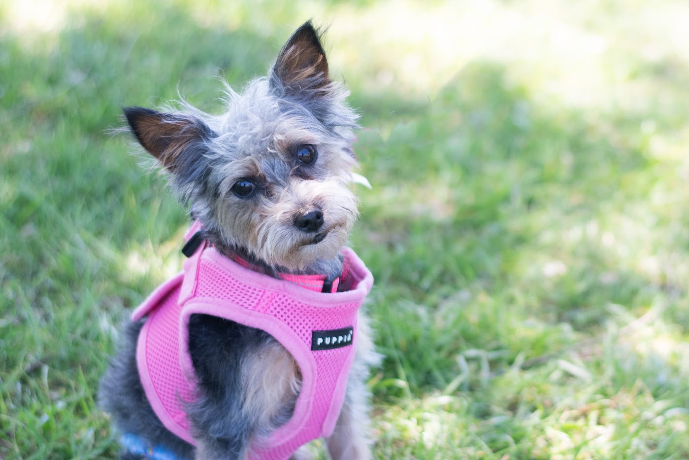 Piper, Adoptable, Young Female Yorkshire Terrier.