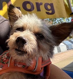 Enlarge Piper, a Adoptable Yorkshire Terrier in Matthews, NC image 1/3