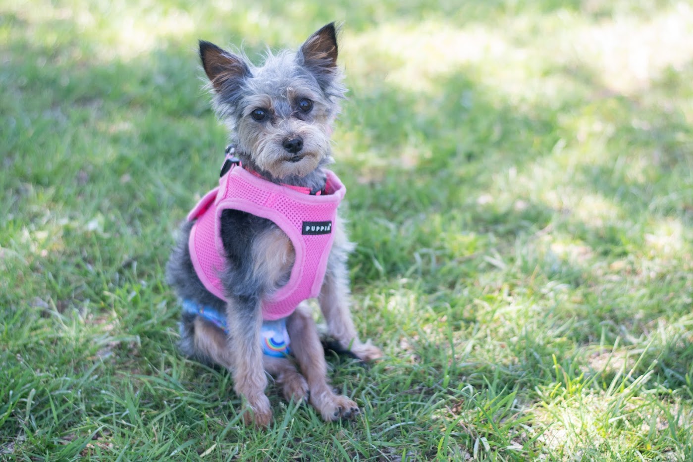 Piper, a Adoptable Yorkshire Terrier in Matthews, NC image 3/3