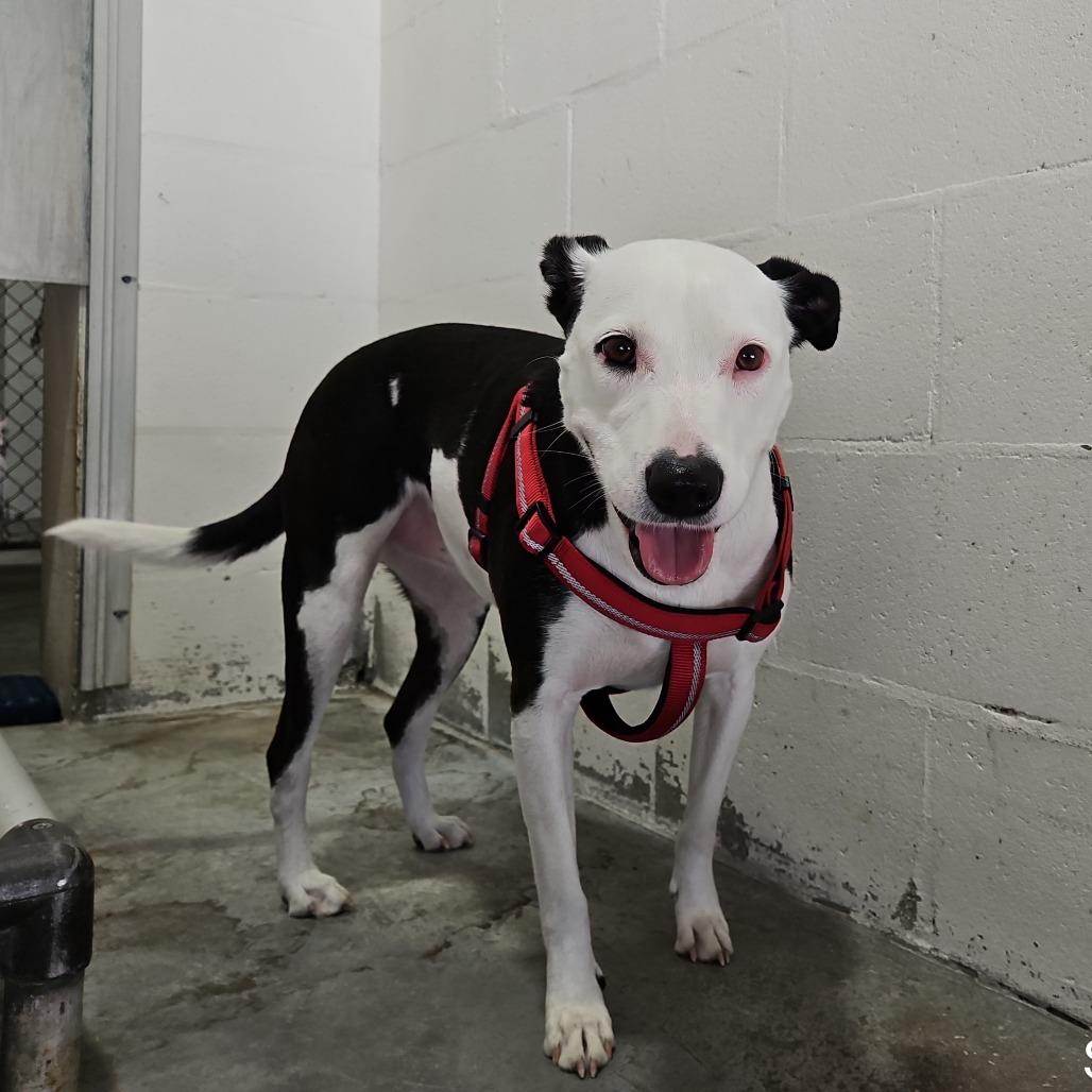 GiGi, Adoptable, Adult Female Mixed Breed.