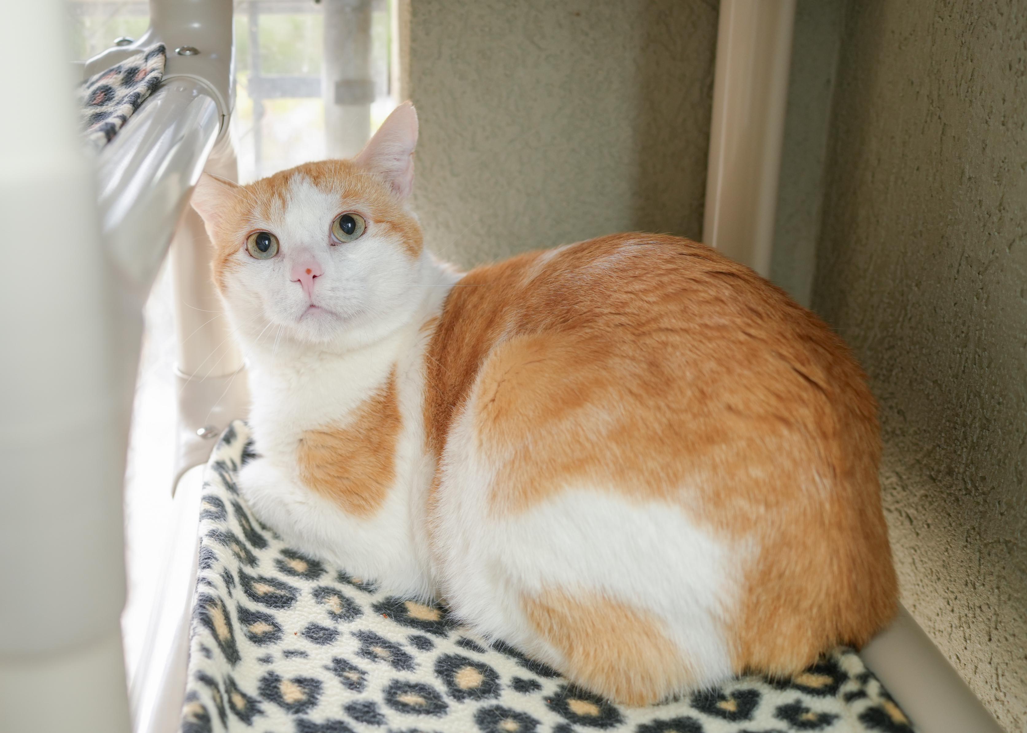 Biggby, an adoptable Domestic Short Hair in Boise, ID image 1/3