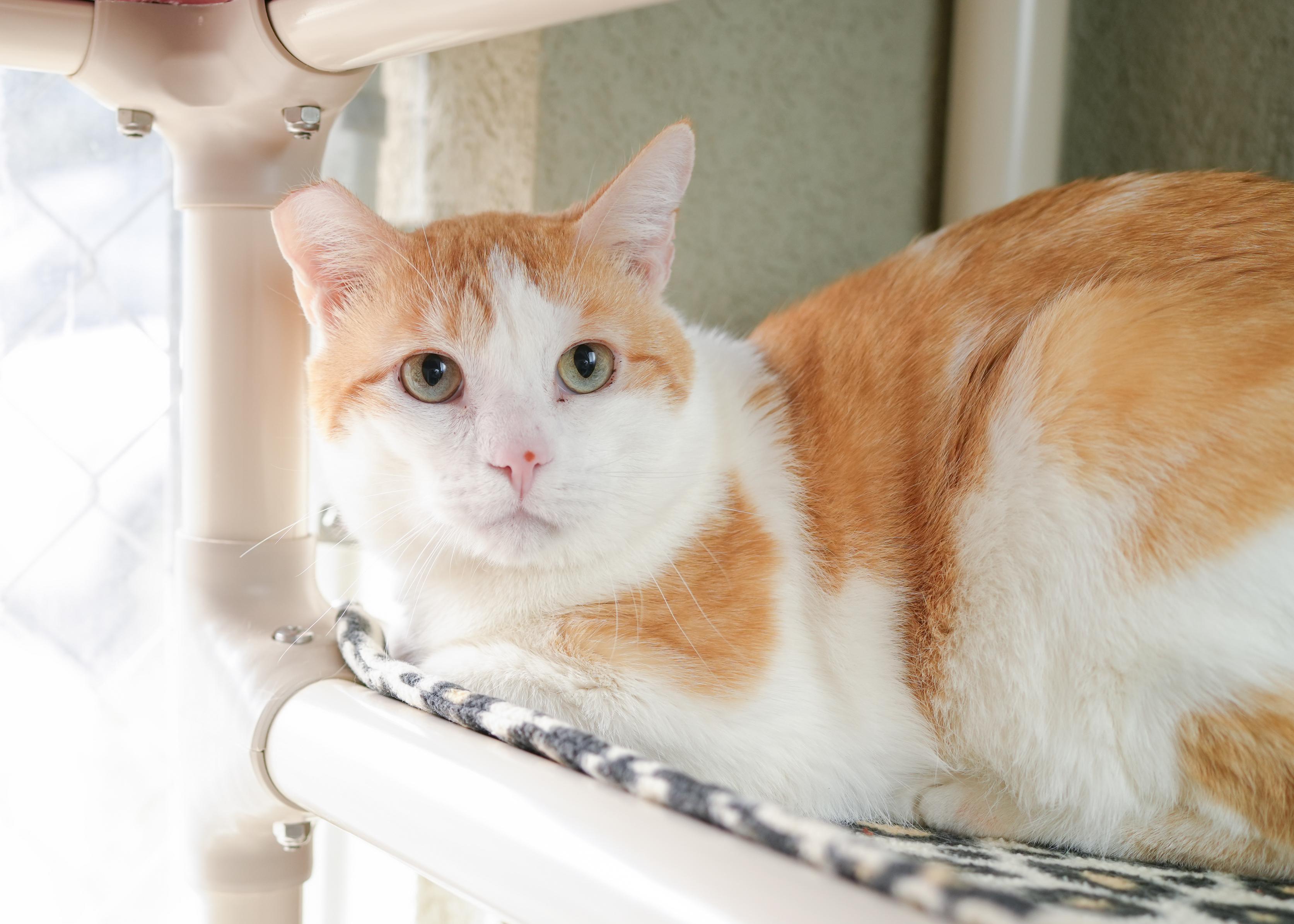 Biggby, an adoptable Domestic Short Hair in Boise, ID image 2/3