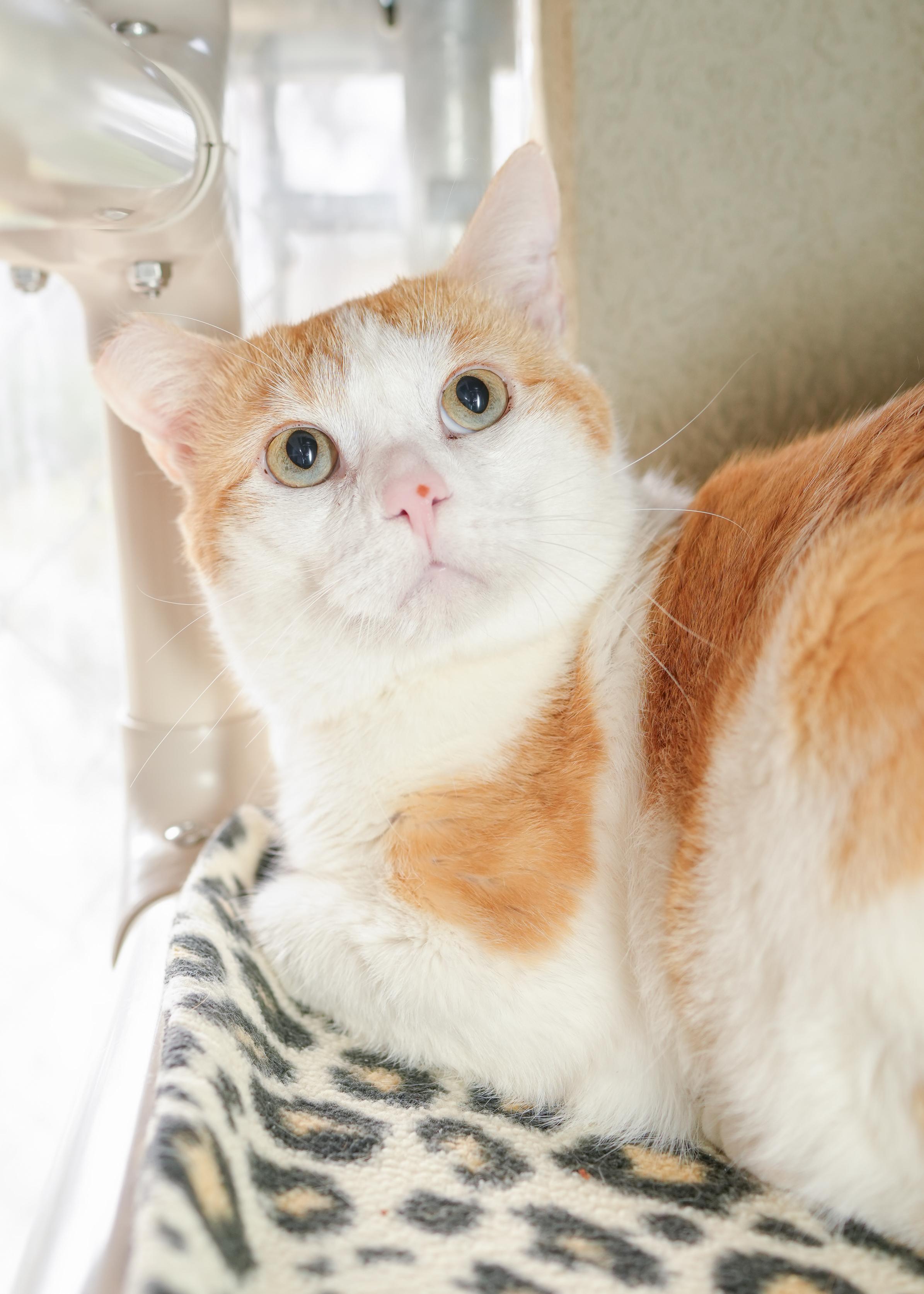 Biggby, an adoptable Domestic Short Hair in Boise, ID image 3/3