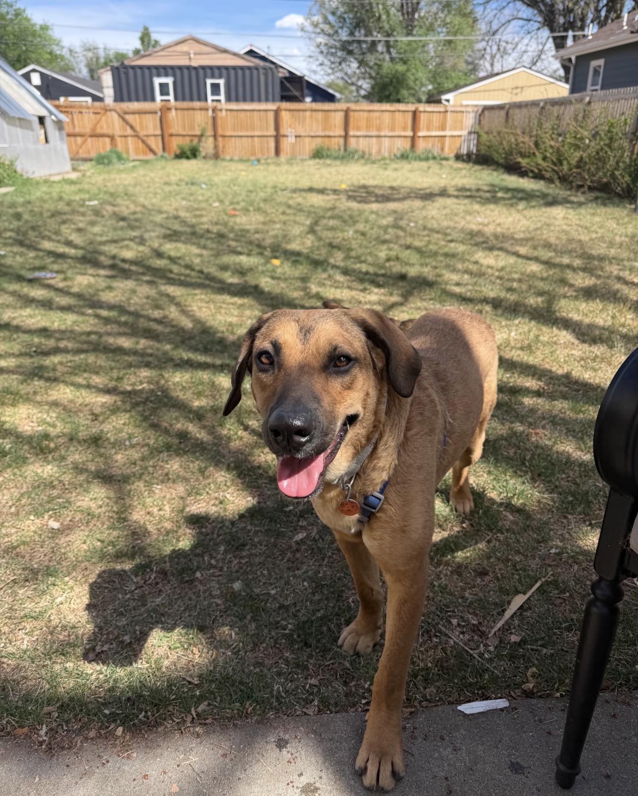 Enlarge Layla, an adopted mixed breed in Parker, CO image 1/3