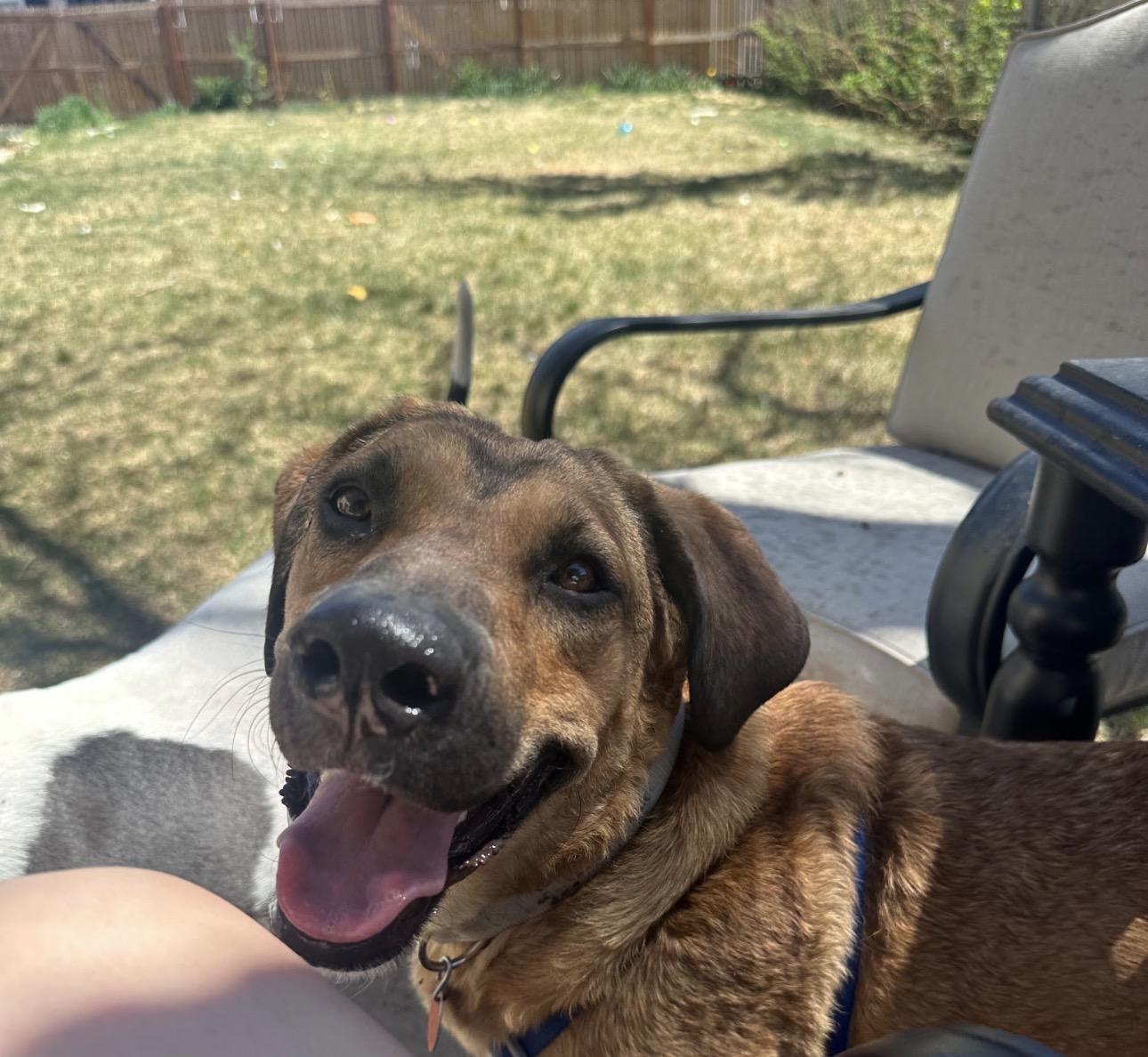Enlarge Layla, an adopted mixed breed in Parker, CO image 3/3