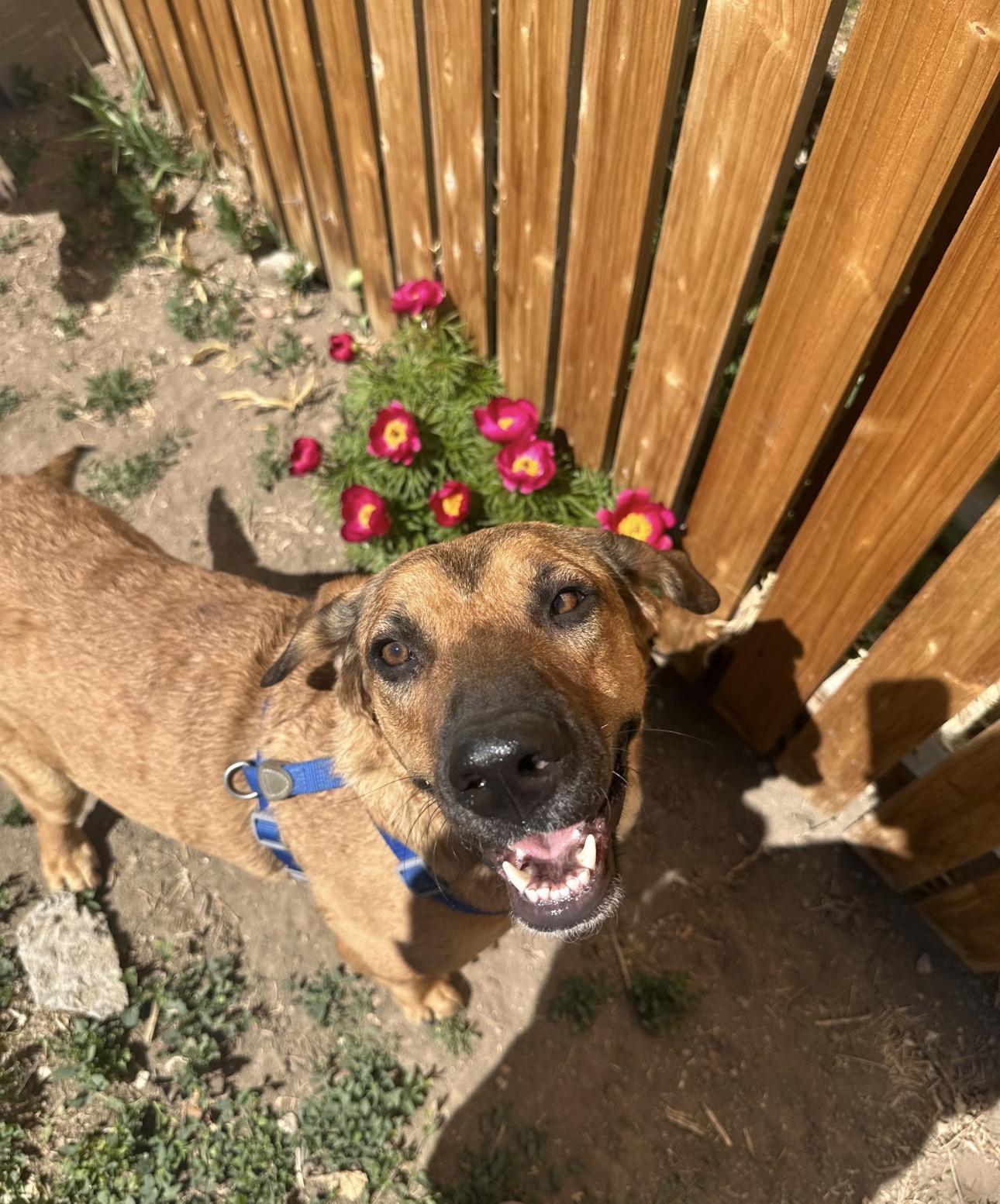 Enlarge Layla, an adopted mixed breed in Parker, CO image 2/3