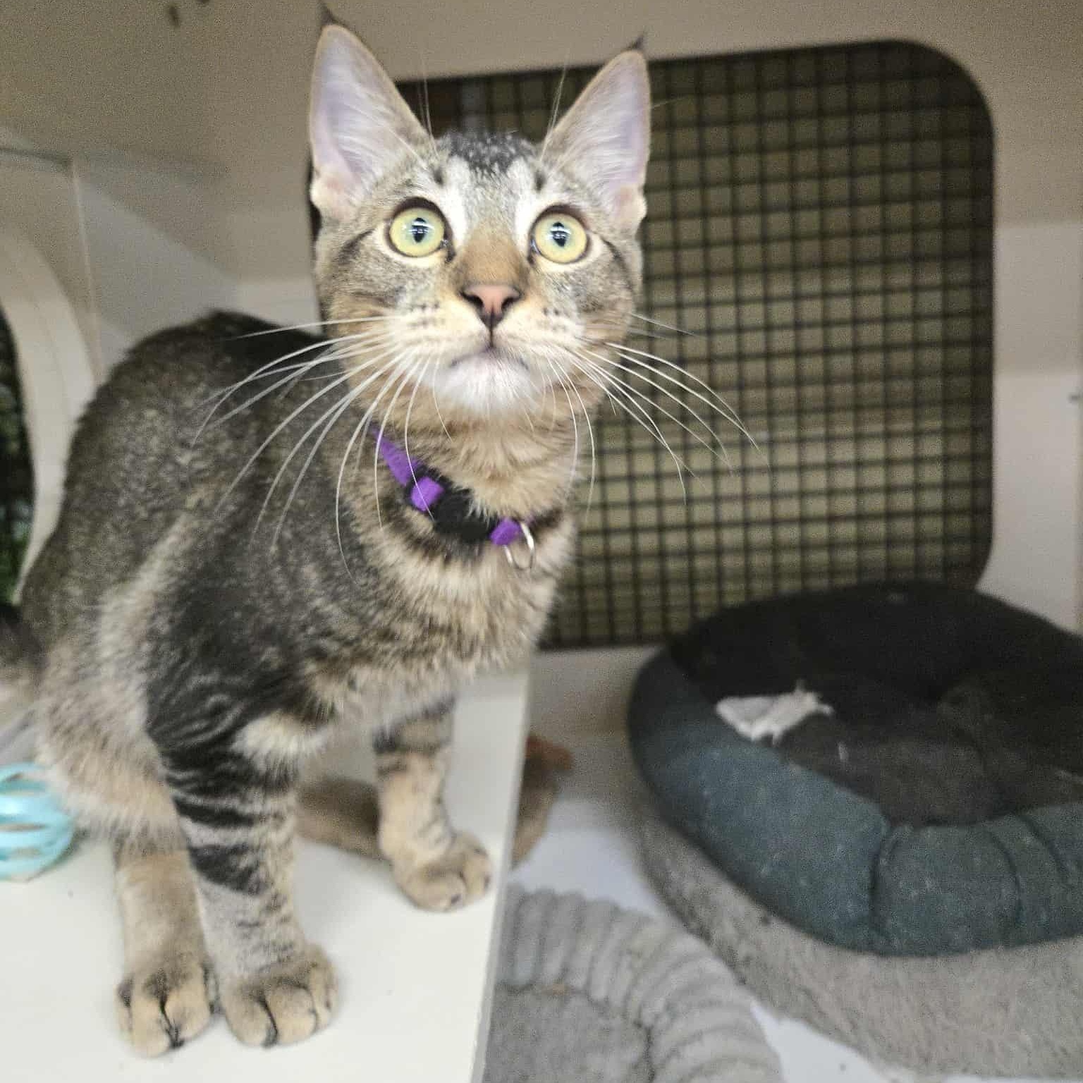 Pertico, a Adoptable Domestic Short Hair in Concord, CA image 2/2