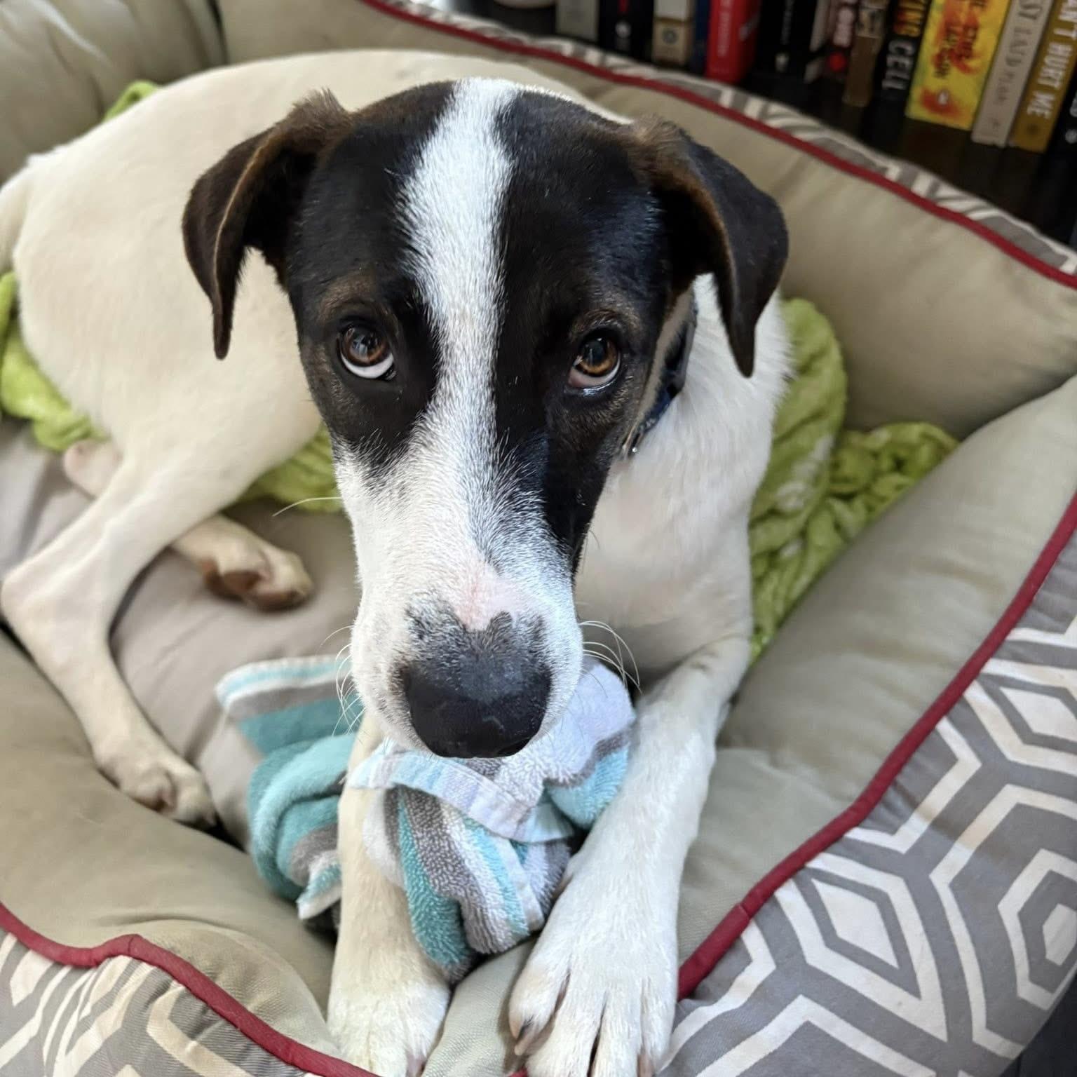Zoe, ADOPTABLE, Young Female Mixed Breed & Pointer.