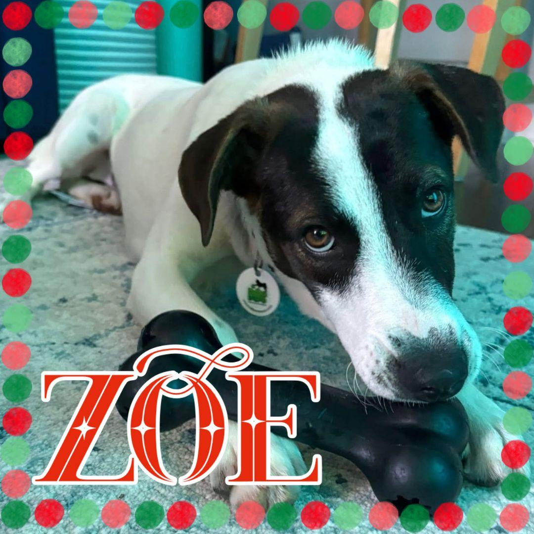 Zoe, a ADOPTABLE mixed breed in Niagara Falls, ON image 2/6