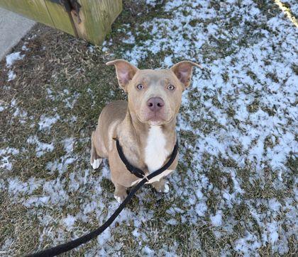 Enlarge Cookie, a Adoptable mixed breed in Fallston, MD image 1/1