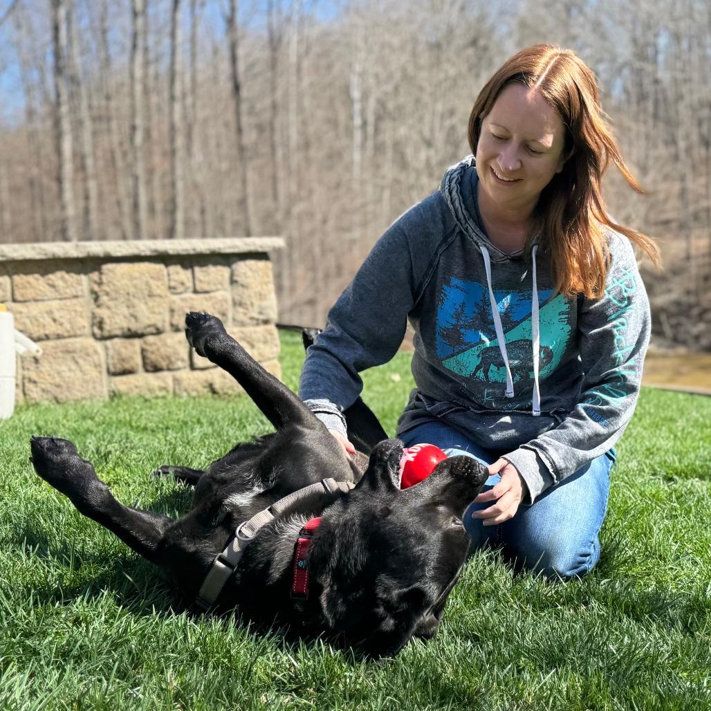 Enlarge Brock, a Adoptable Mixed Breed in Nashville, IN image 1/6