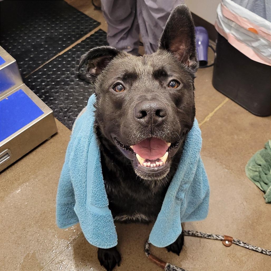 Brock, Adoptable, Adult Male German Shepherd Dog & Pit Bull Terrier.