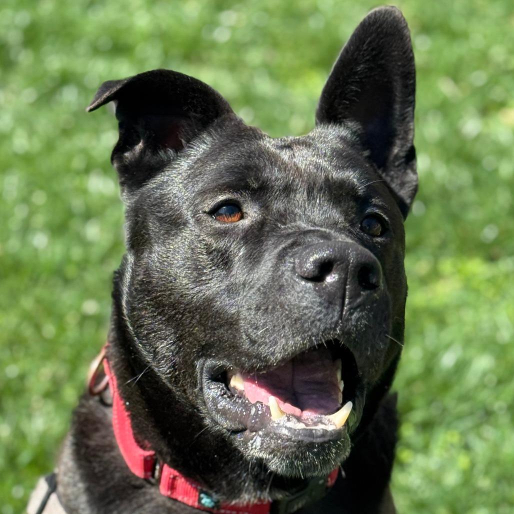 Enlarge Brock, a Adoptable mixed breed in Nashville, IN image 2/5