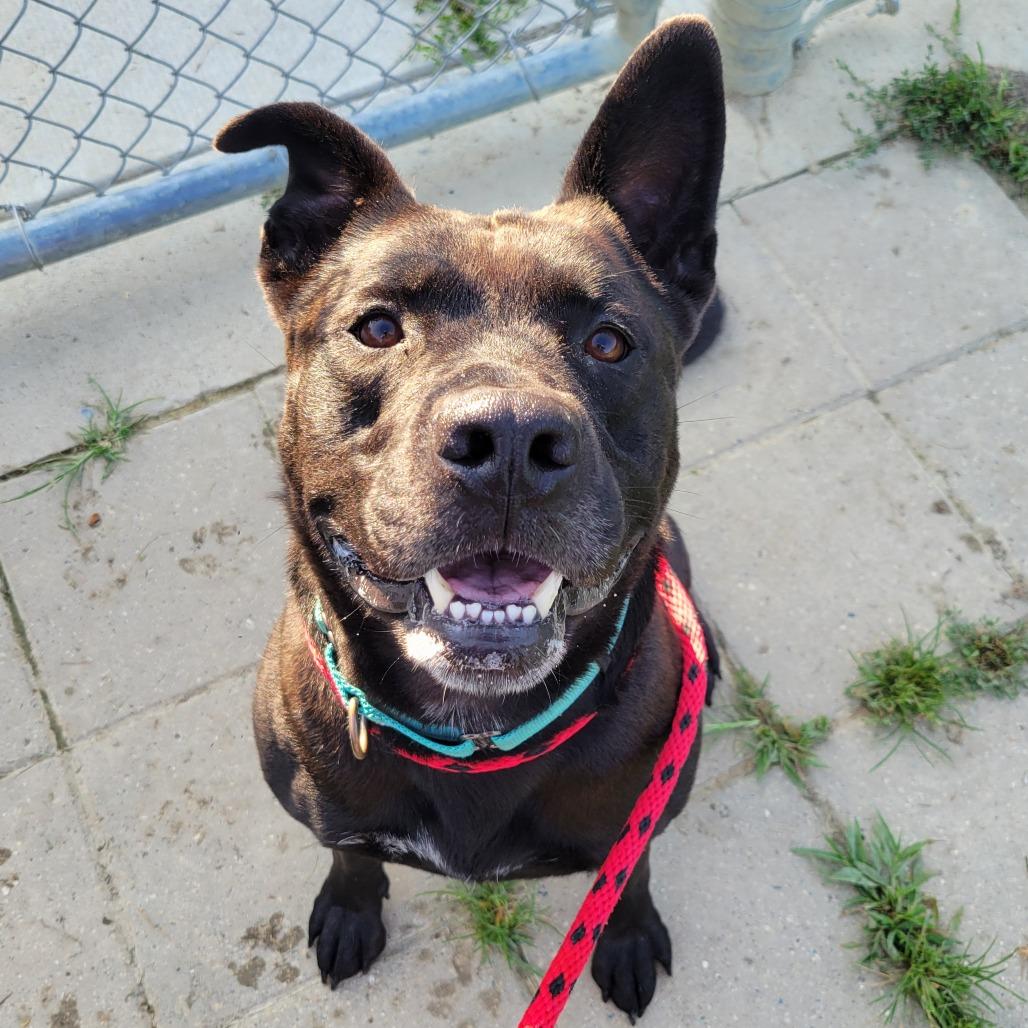 Brock, a Adoptable mixed breed in Nashville, IN image 2/6