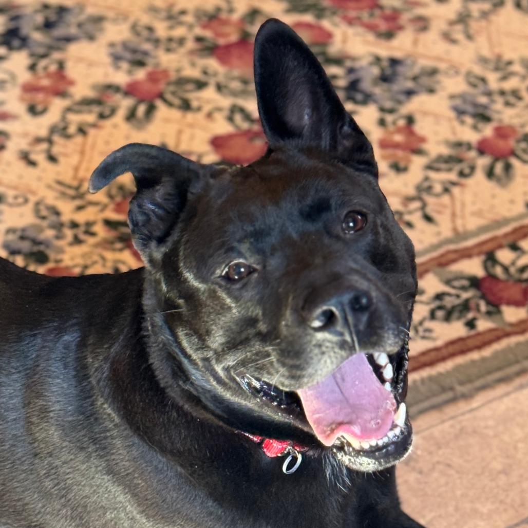 Enlarge Brock, a Adoptable Mixed Breed in Nashville, IN image 6/6