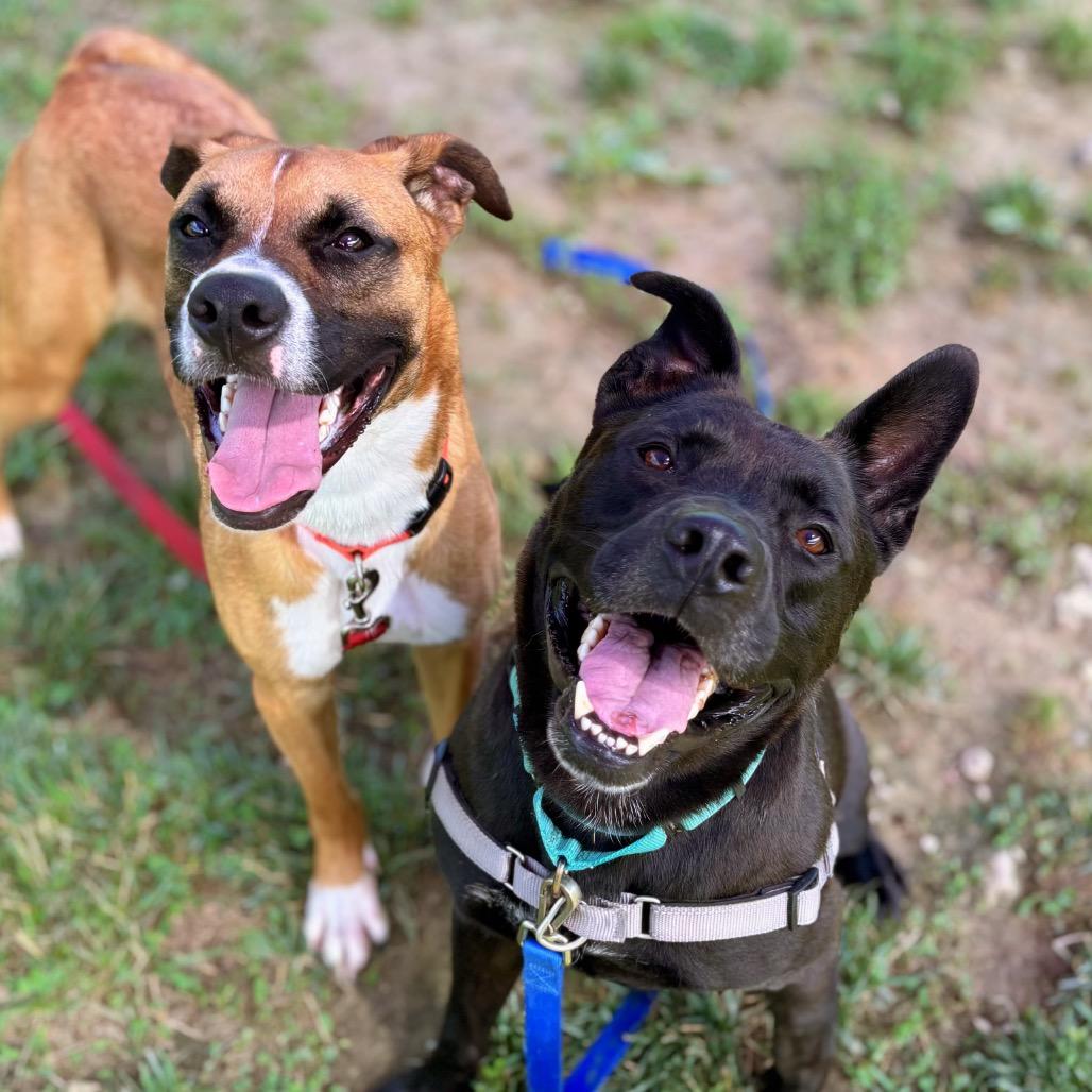 Enlarge Brock, a Adoptable mixed breed in Nashville, IN image 5/5