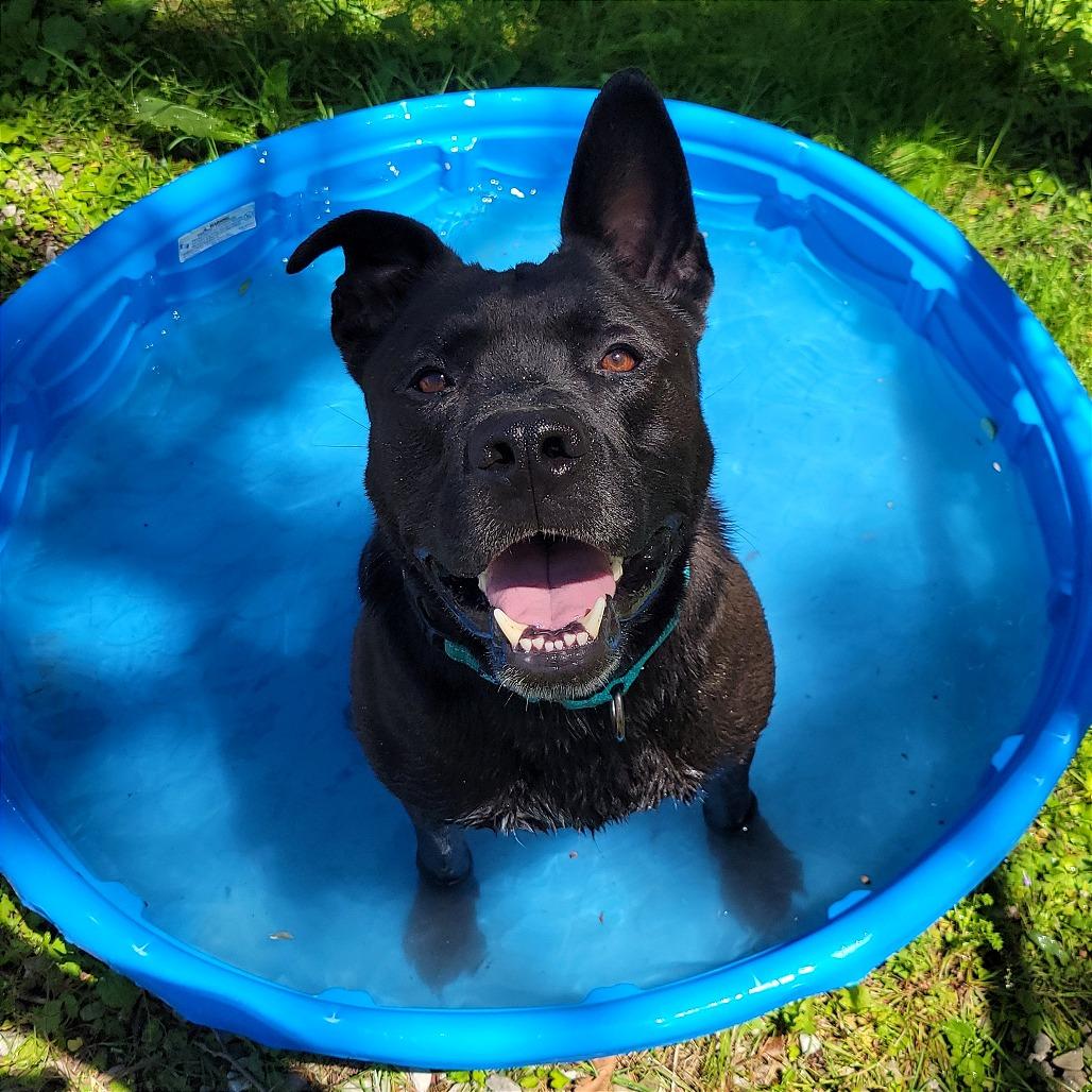 Brock, a Adoptable mixed breed in Nashville, IN image 6/6