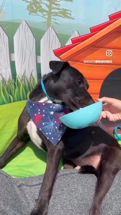 Enlarge JETT, a Adoptable mixed breed in Albany, NY video 2/6