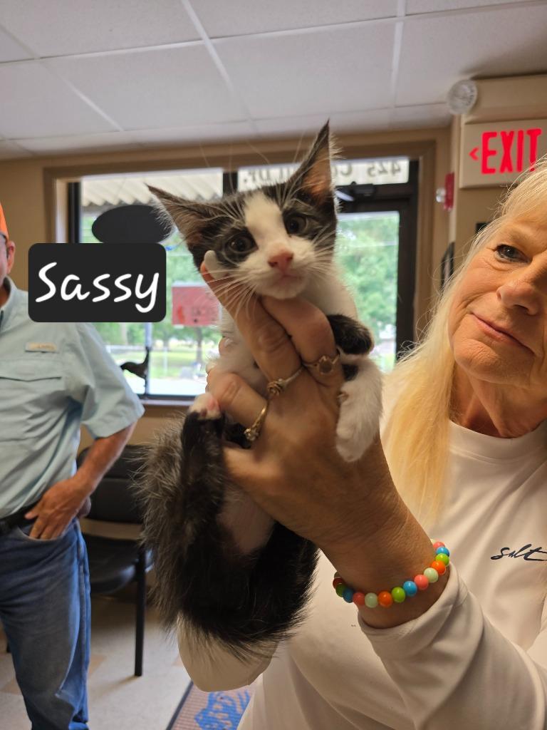 Sassy, a Adoptable mixed breed in Maumelle, AR image 1/2