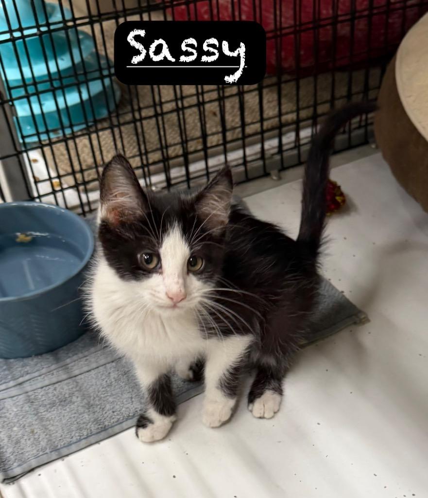 Sassy, a Adoptable mixed breed in Maumelle, AR image 2/2