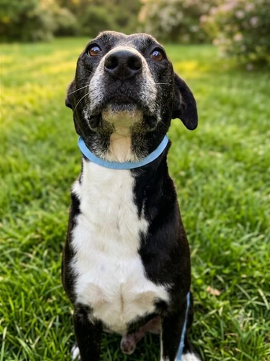 LUCKY, Adoptable, Adult Male Labrador Retriever & Mixed Breed.