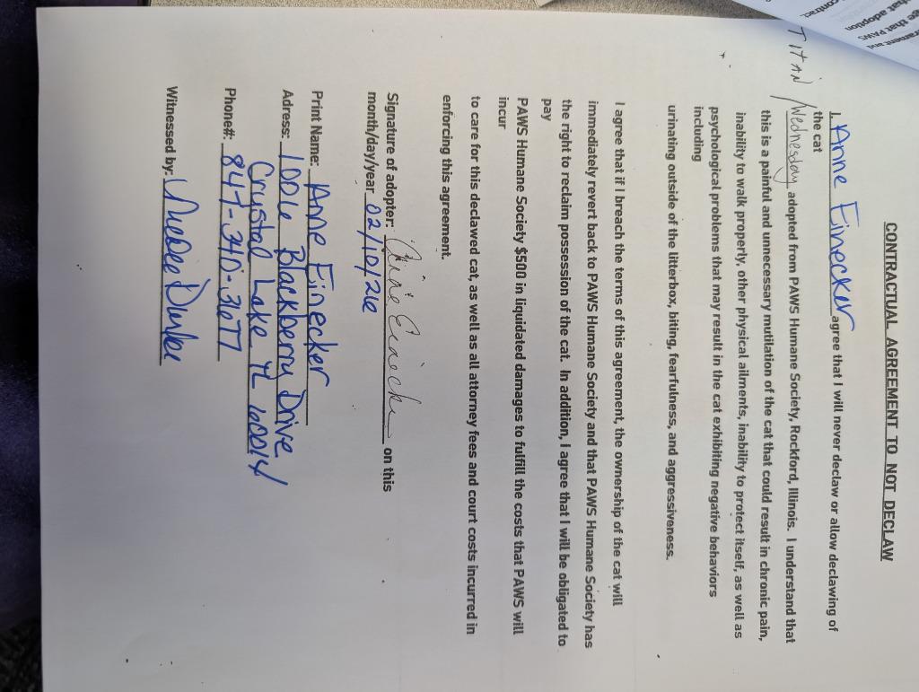 Enlarge Wednesday, a Adopted mixed breed in Rockford, IL image 1/4