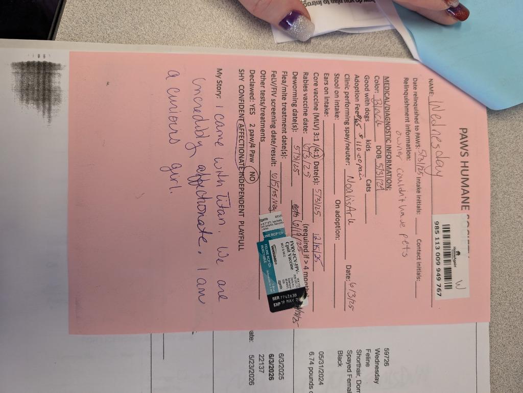 Enlarge Wednesday, a Adopted mixed breed in Rockford, IL image 2/4