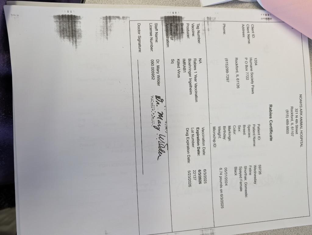 Enlarge Wednesday, a Adopted mixed breed in Rockford, IL image 4/4