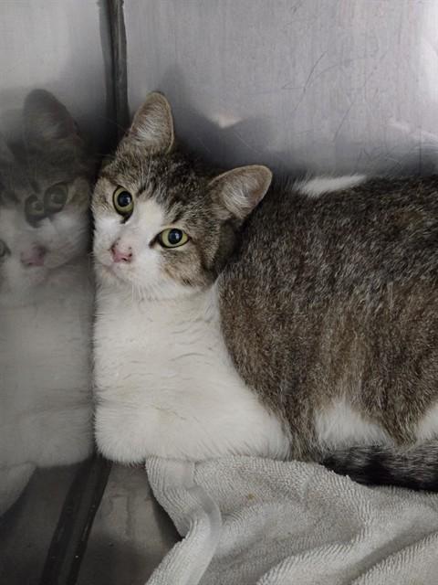 JAVA, Adoptable, Young Female Domestic Short Hair.