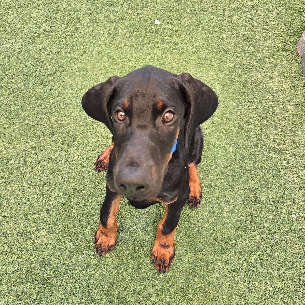 Finn 3598 (Lee pup blue), Adoptable, Young Male Doberman Pinscher.