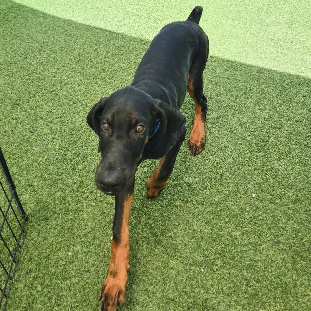 Finn 3598 (Lee pup blue), a Adoptable Doberman Pinscher in Oakland Park, FL image 2/3