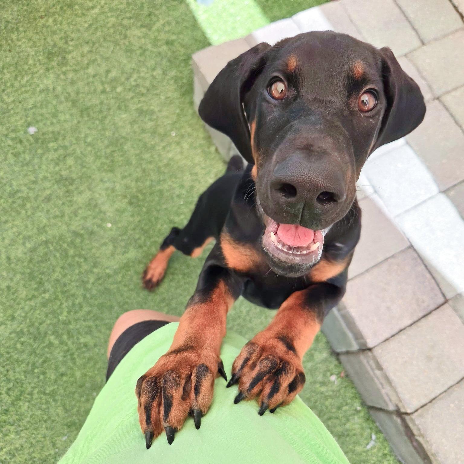 Finn 3598 (Lee pup blue), a Adoptable Doberman Pinscher in Oakland Park, FL image 3/3