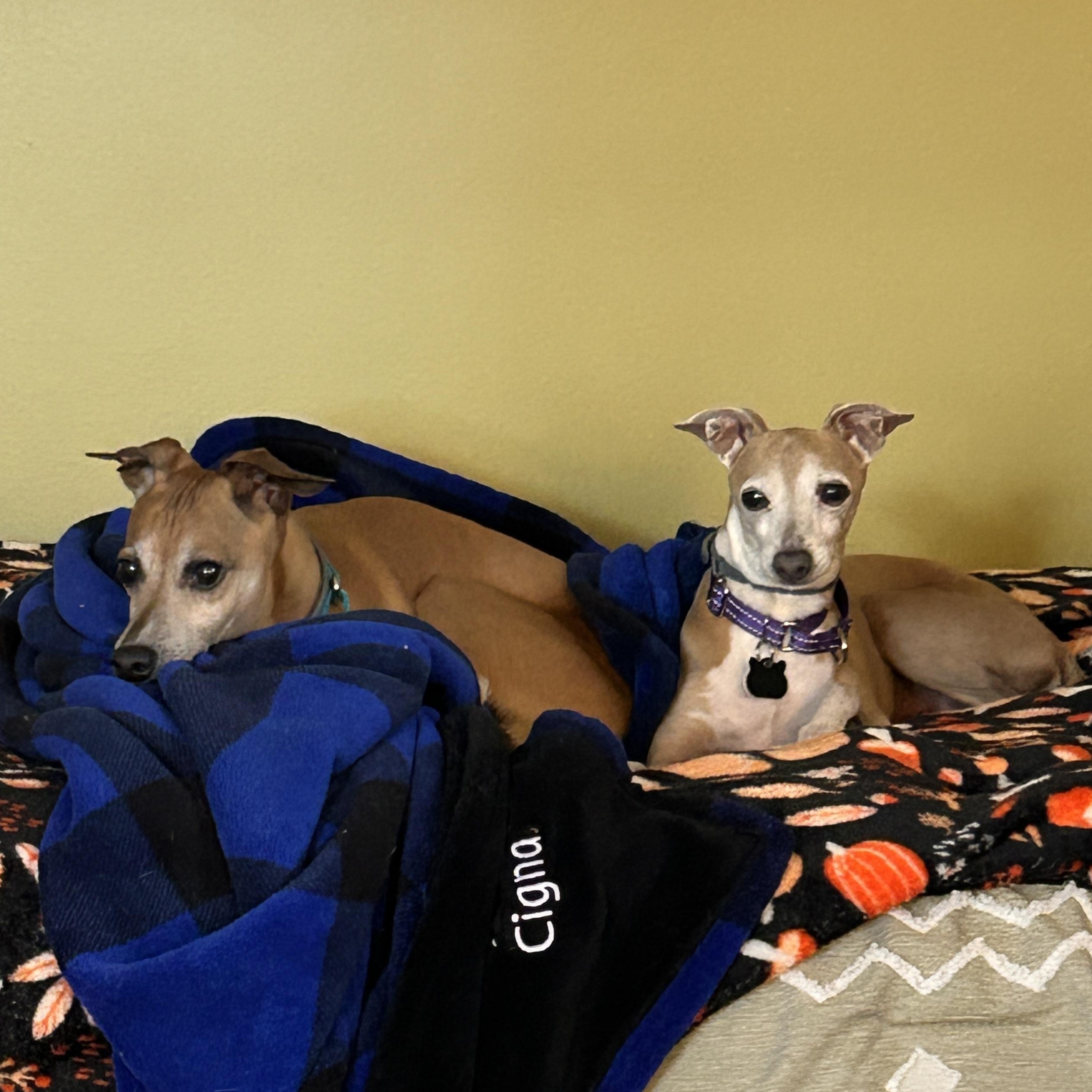 Enlarge Luke & Dylan , a Adoptable Italian Greyhound in Candler, NC image 3/5