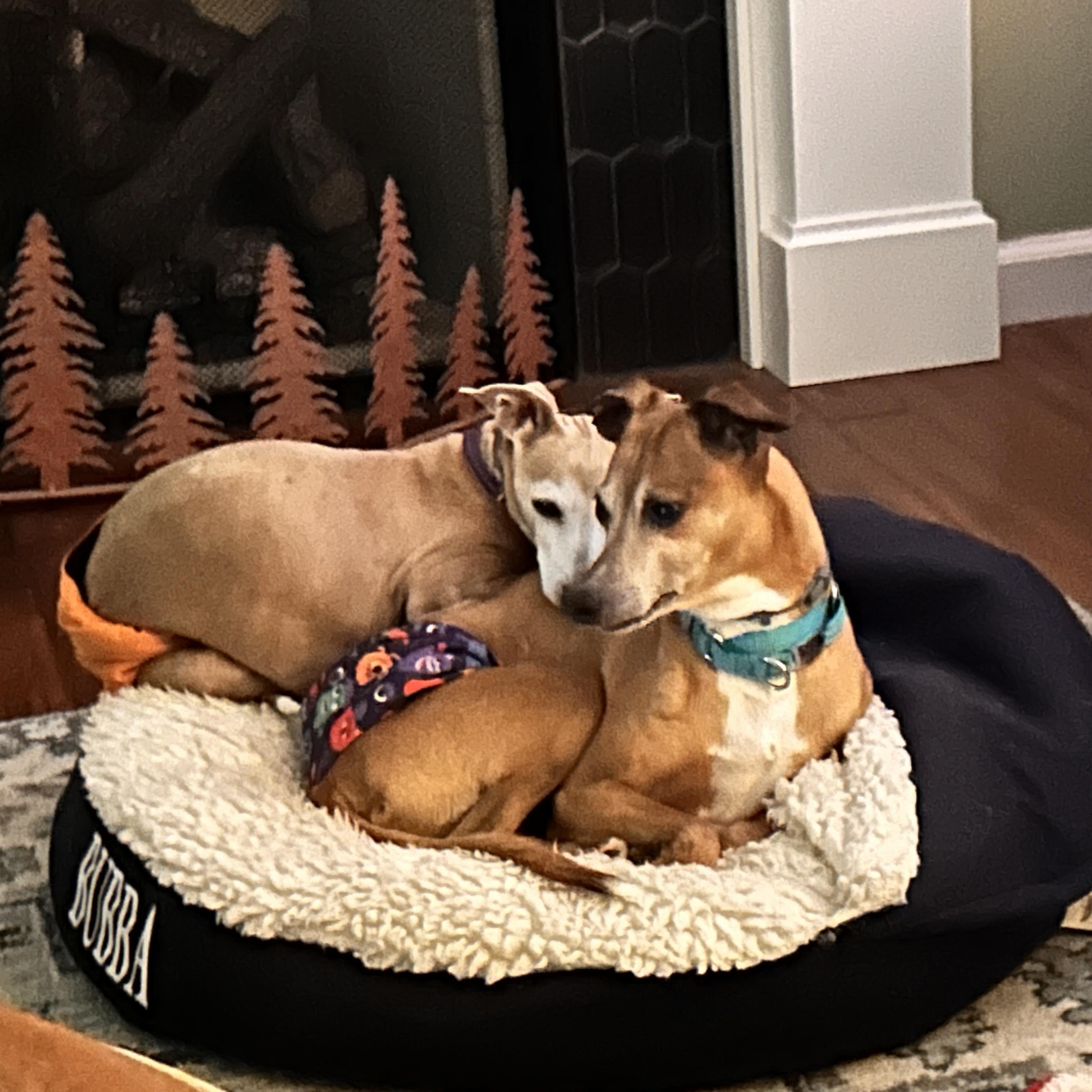 Enlarge Luke & Dylan , a Adoptable Italian Greyhound in Candler, NC image 1/5