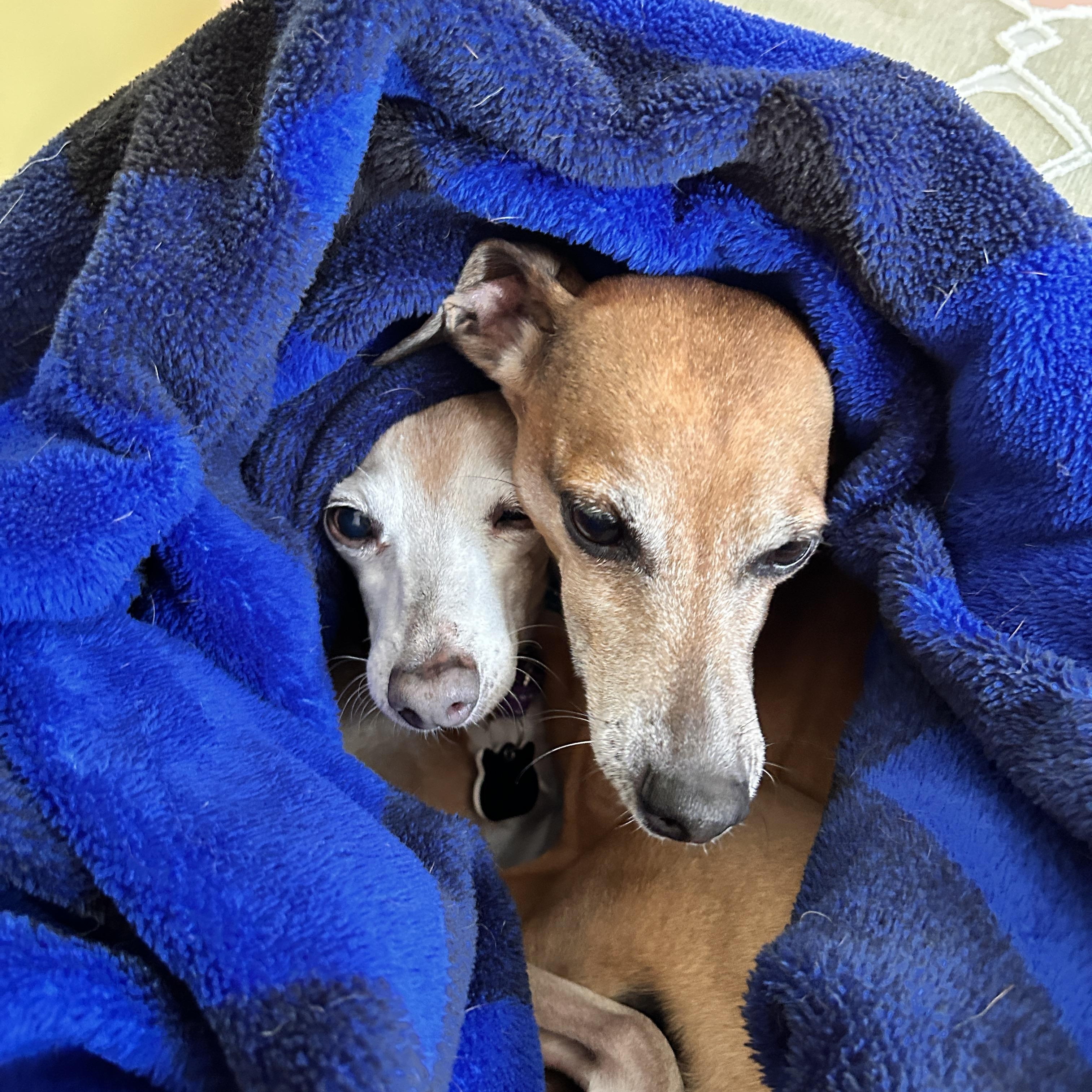 Enlarge Luke & Dylan , a Adoptable Italian Greyhound in Candler, NC image 2/5