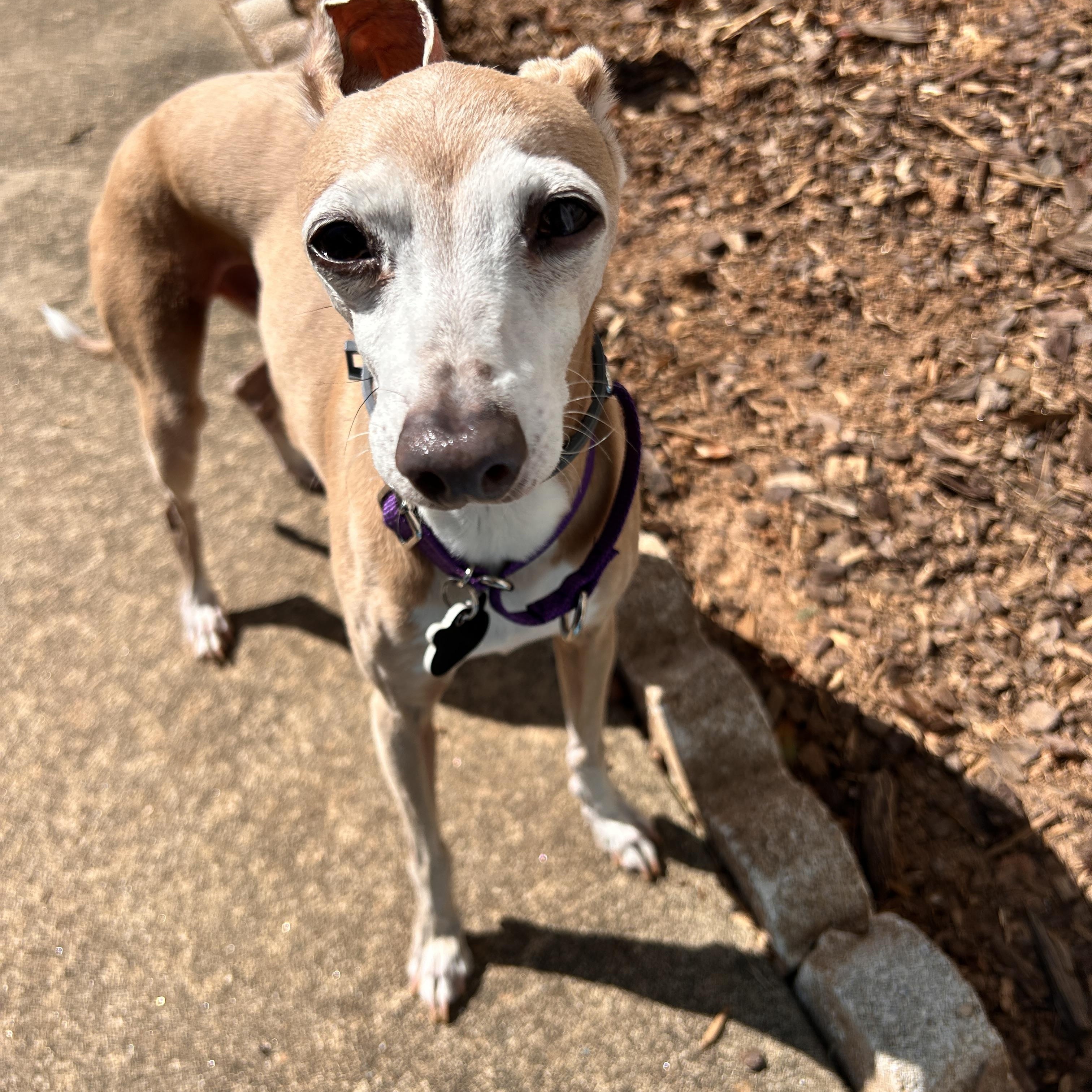 Enlarge Luke & Dylan , a Adoptable Italian Greyhound in Candler, NC image 4/5