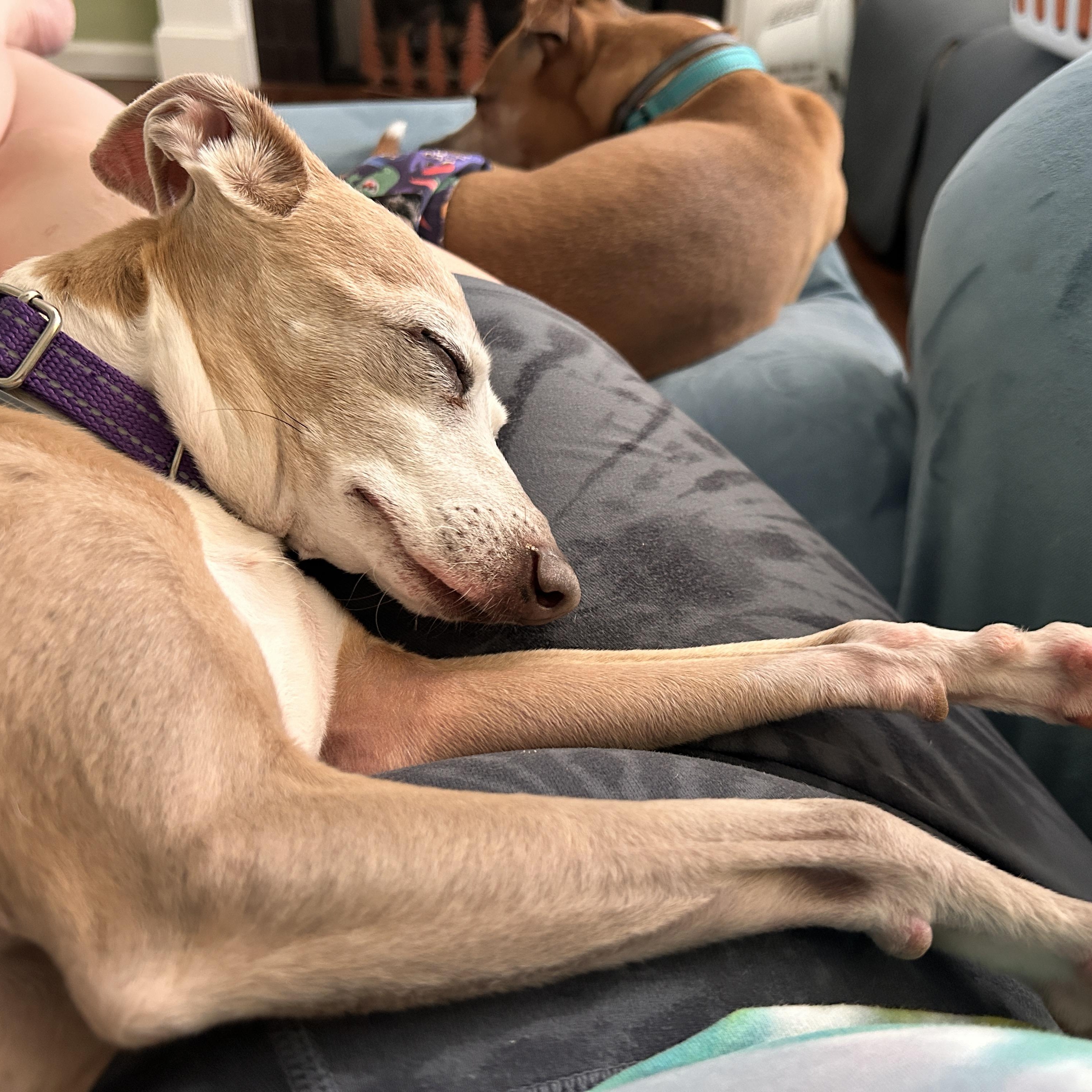 Enlarge Luke & Dylan , a Adoptable Italian Greyhound in Candler, NC image 5/5