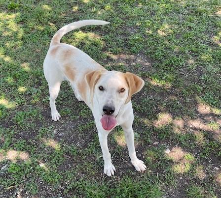 Rex, Adoptable, Young Male American Foxhound.