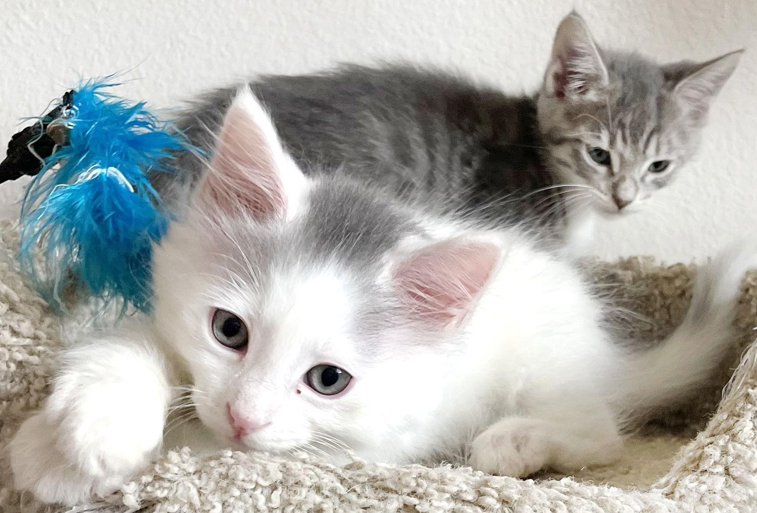 Enlarge Louis, a Adopted Domestic Medium Hair in Ventura, CA image 1/3