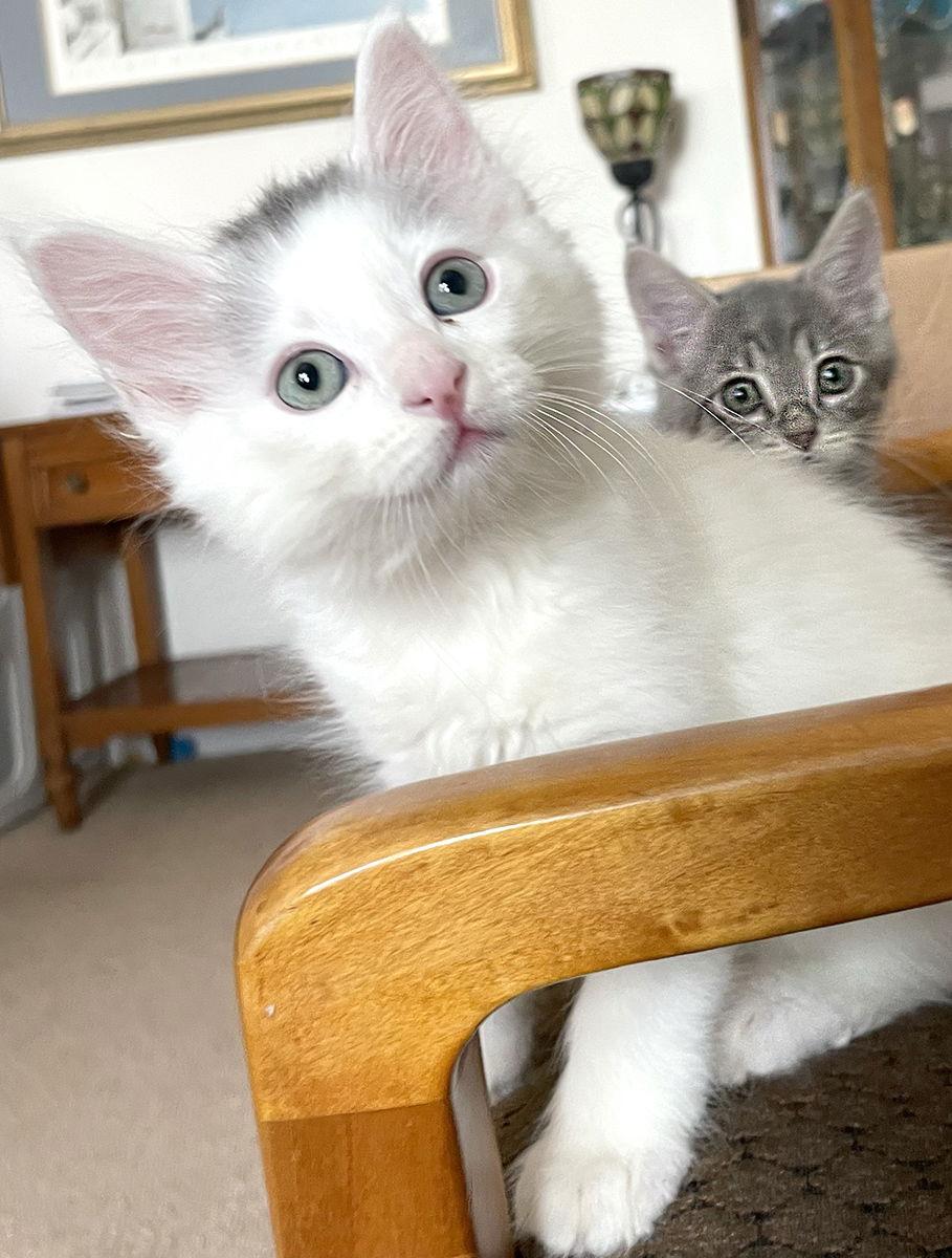 Enlarge Louis, a Adopted Domestic Medium Hair in Ventura, CA image 3/3