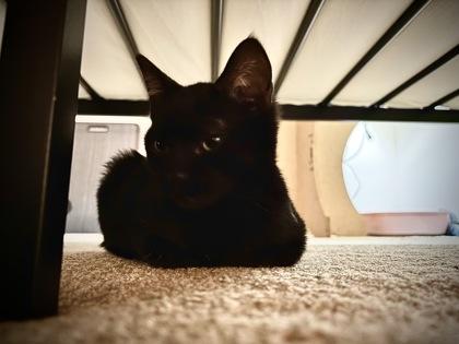 Enlarge Luci, a Adoptable mixed breed in Port Republic, MD image 1/1