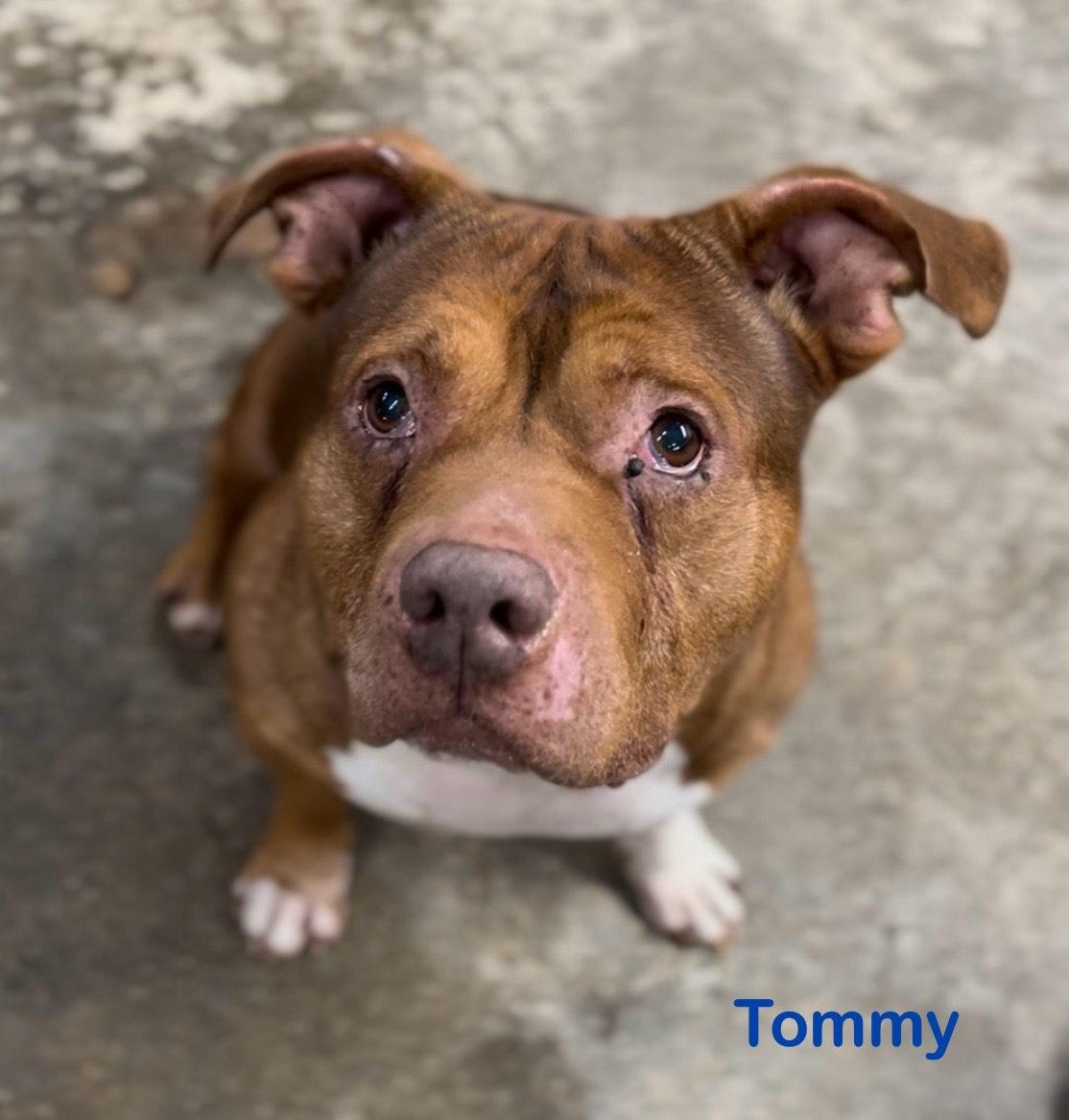 Enlarge Tommy no fee, a ADOPTABLE mixed breed in North Freedom, WI image 3/3