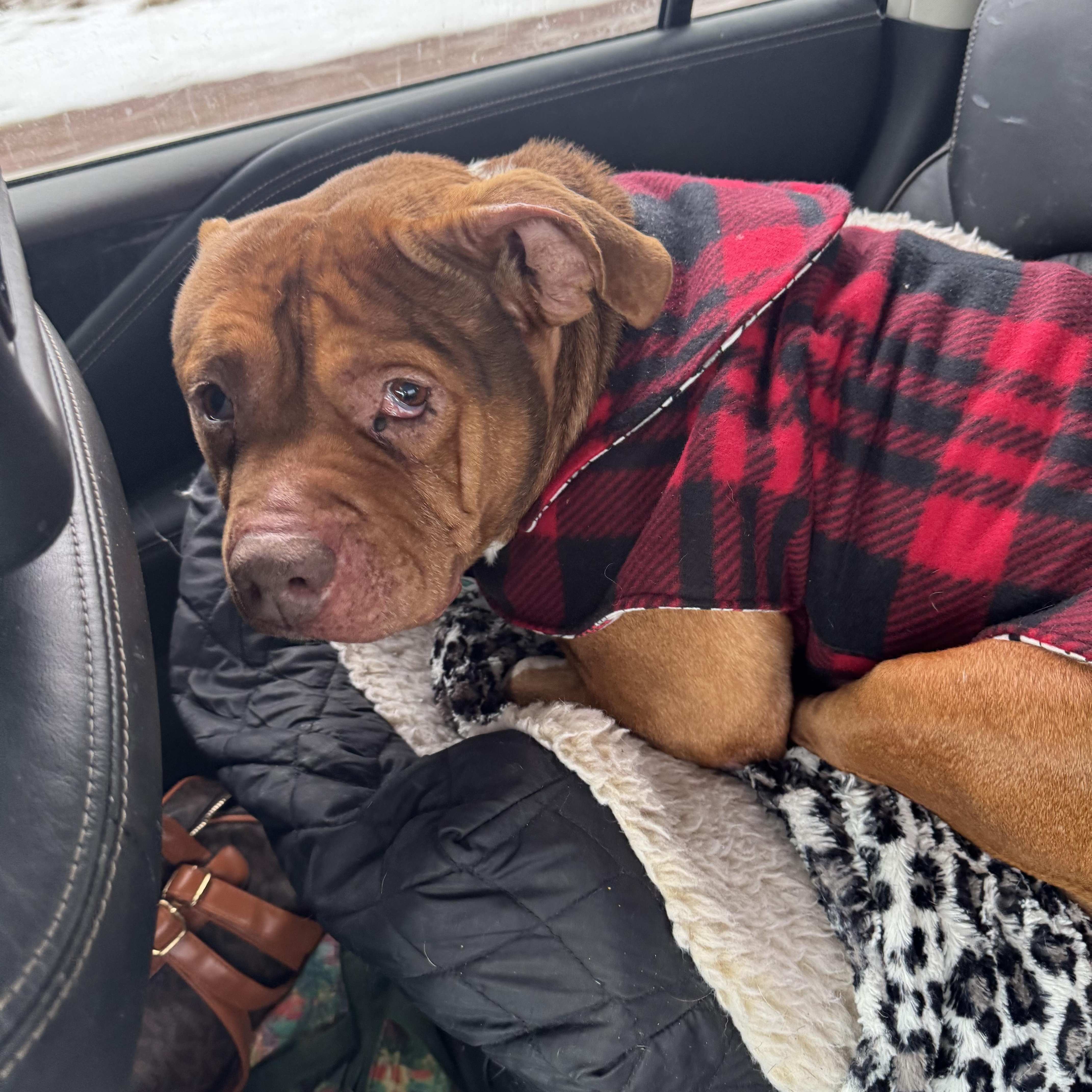 Enlarge Tommy no fee, a ADOPTABLE mixed breed in North Freedom, WI image 2/3