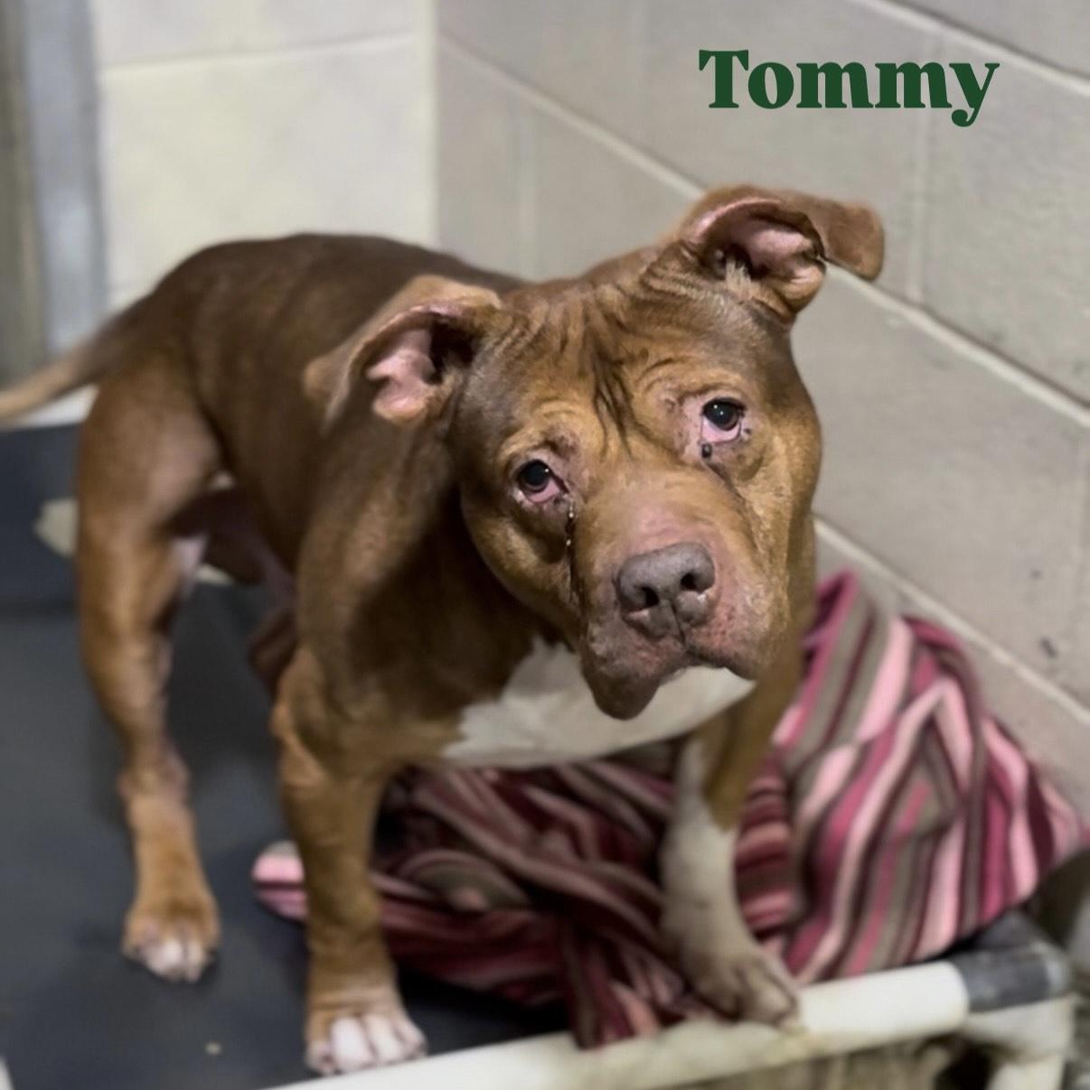 Tommy no fee, ADOPTABLE, Senior Male Pit Bull Terrier.