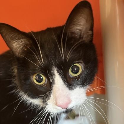 Pike, ADOPTABLE, Adult Male Domestic Short Hair.