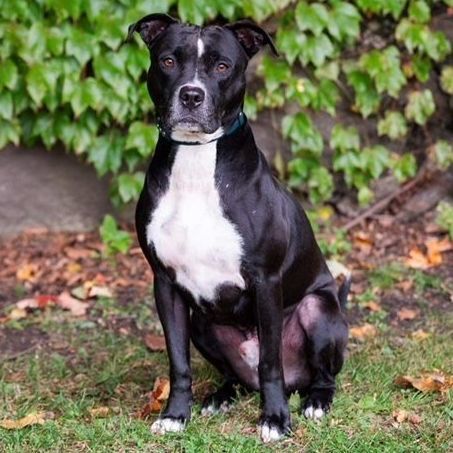 Enlarge ROCCO, a Adoptable Pit Bull Terrier in Stamford, CT image 5/6