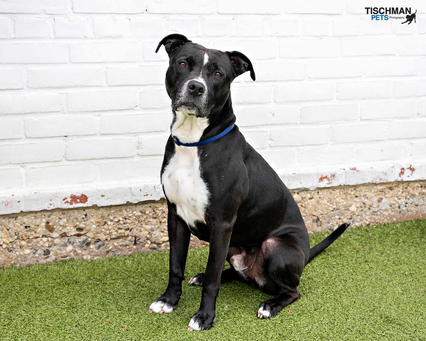 Enlarge ROCCO, a Adoptable Pit Bull Terrier in Stamford, CT image 3/6